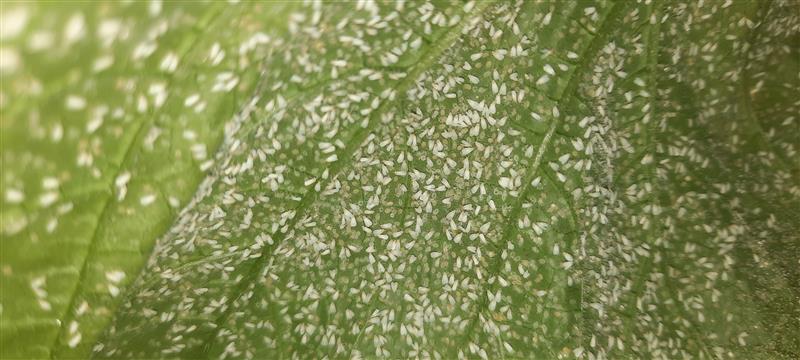 Greenhouse whitefly (Trialeurodes vaporariorum) in IES entomology laboratory