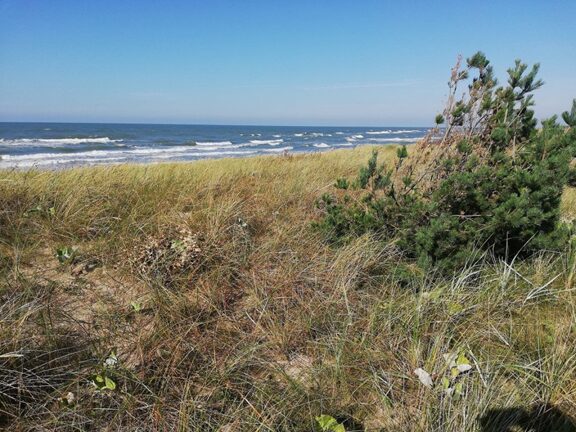 Wild sea holly, the coast of the Baltic Sea