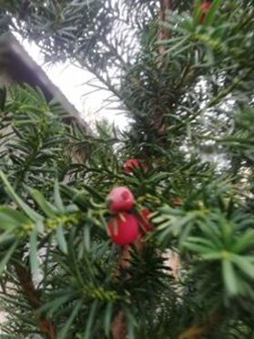 Common yew (Taxus baccata L.) plant with aril