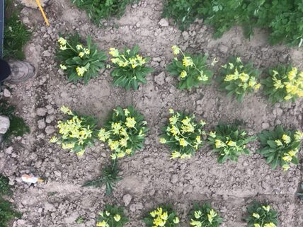 Cowslip (Primula veris) in experimental fields