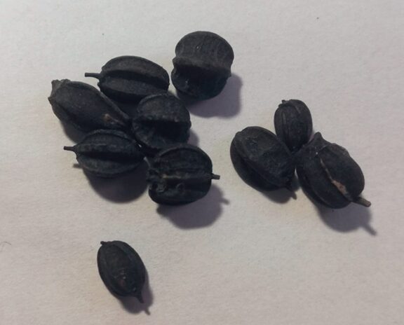 Siberian ginseng seeds