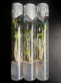 Plantlet rooting with in vitro methods under controlled conditions