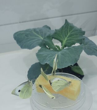 Cabbage butterfly (Pieris brassicae) in IES entomology laboratory tests.