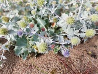 Wild sea holly (Eryngium maritimum) coastline of the Baltic Sea