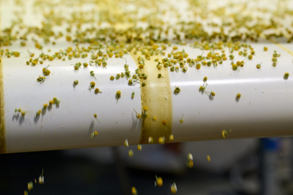 German chamomile sorting