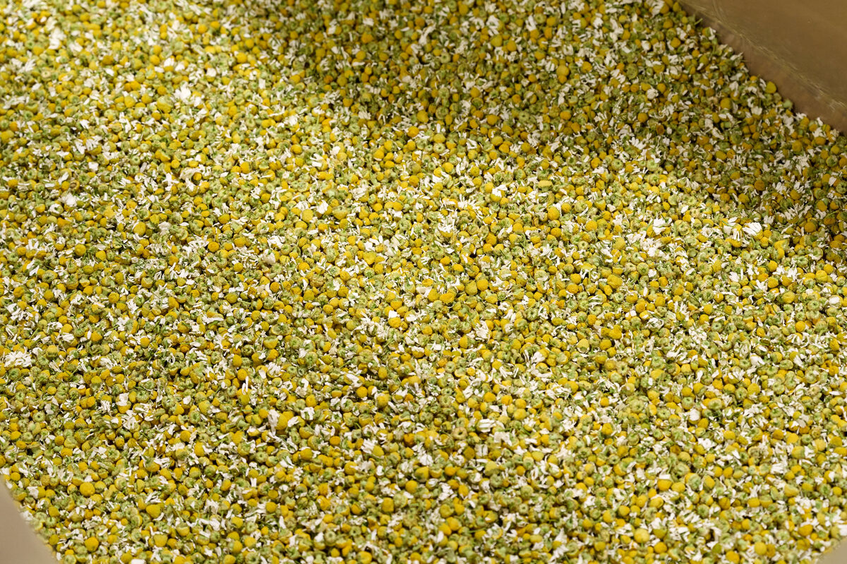 Chamomile (Matricaria chamomilla) biomass for essential oil extraction