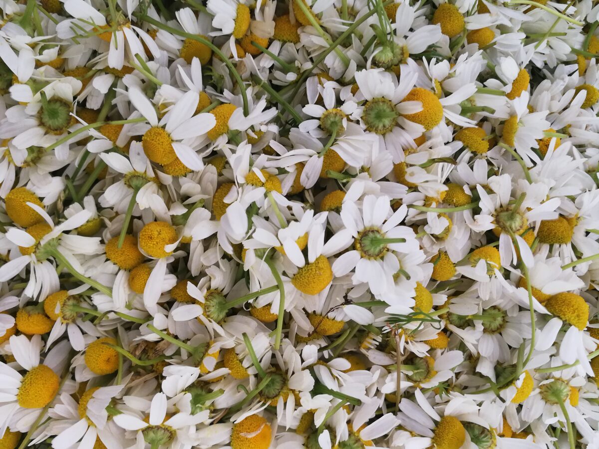 Medicinal chamomile (Matricaria recutita) at IES