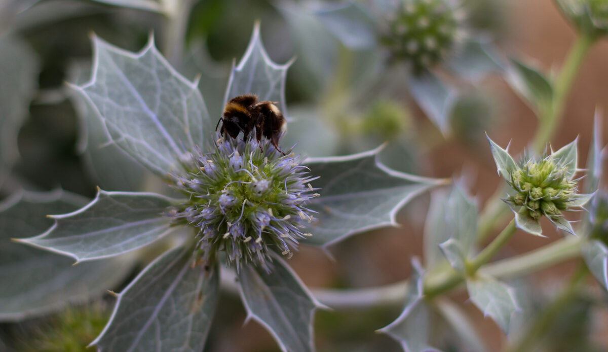 Sea holly in experimental fields of IES