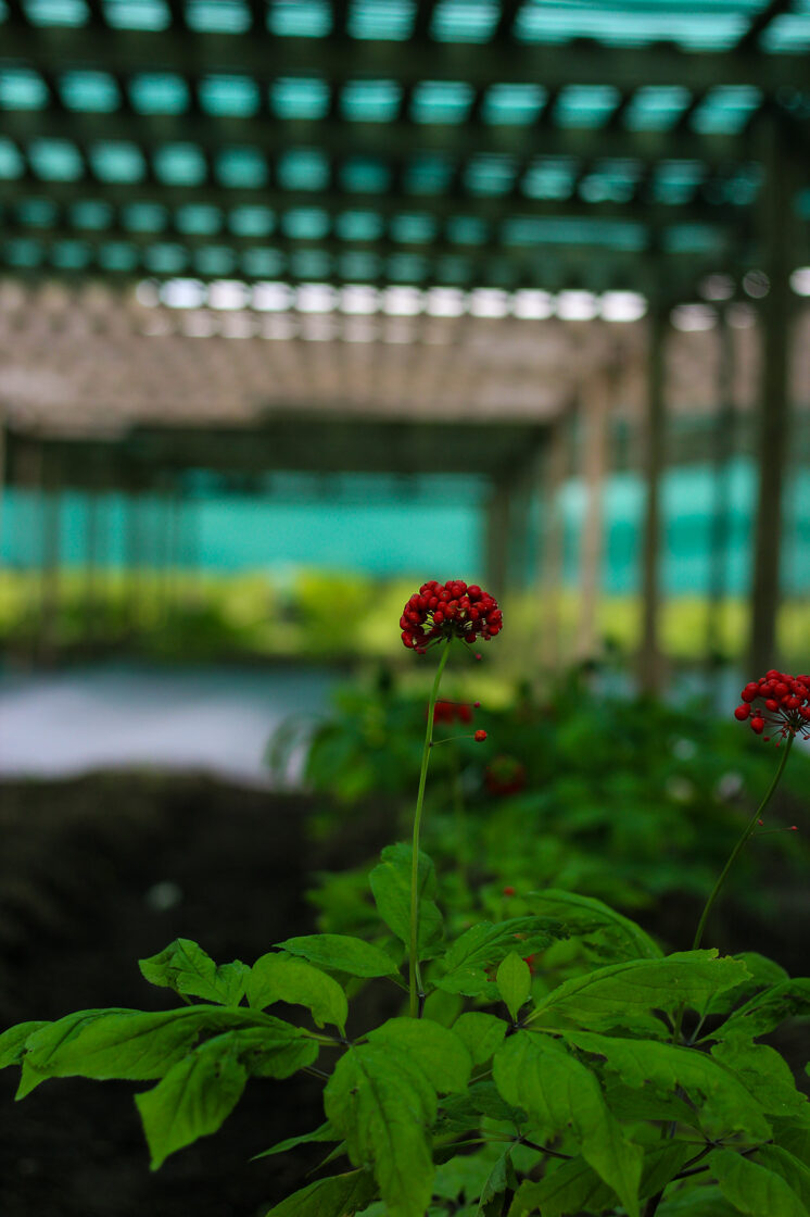 Siberian ginseng in experimental fields of IES