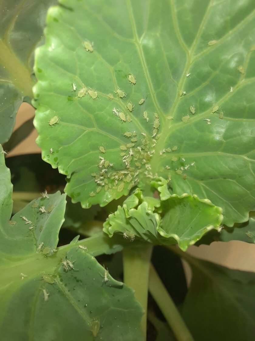 Peach aphid (Myzus persicae) on a cabbage