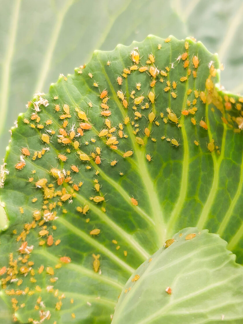 Green peach aphid (Myzus persicae) in IES entomology laboratory tests