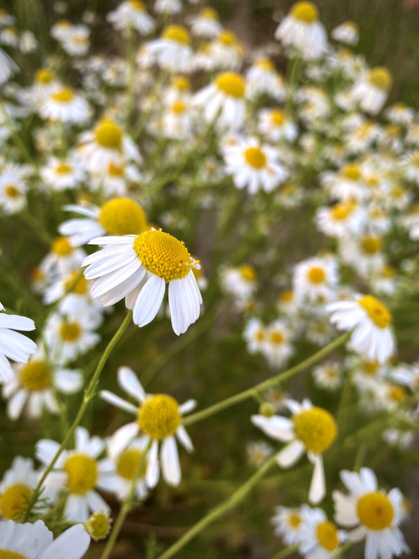 chamomile-flowers-field-wide-background-chamomileFAF.jpg